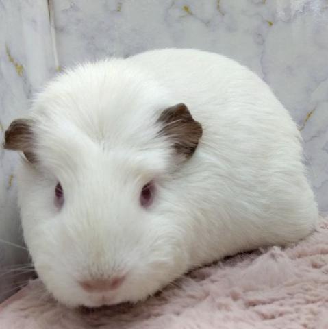 クレステッドモルモット