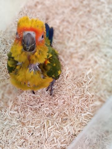コガネメキシコインコ