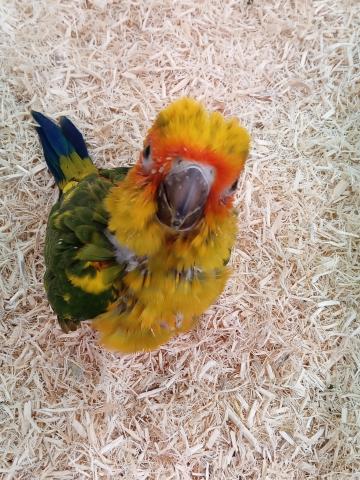 コガネメキシコインコ