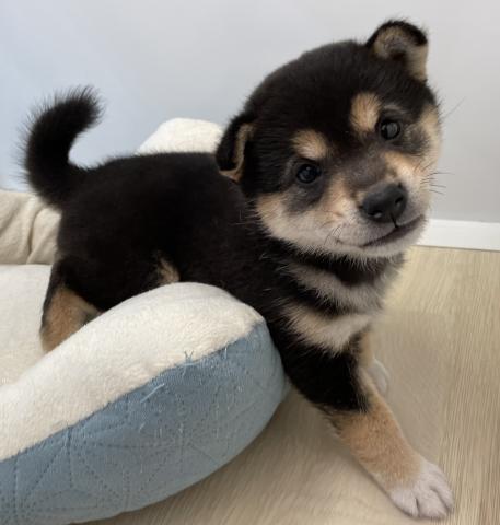 柴犬
