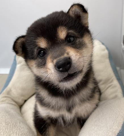 柴犬