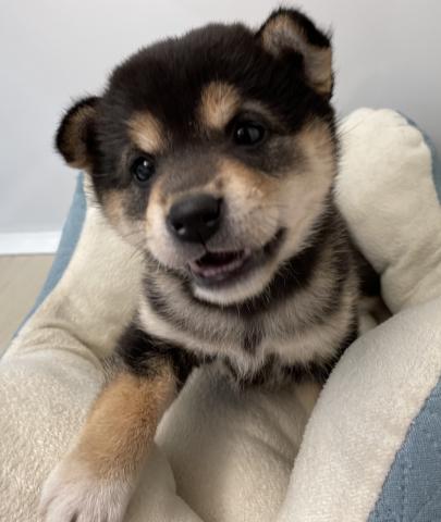 柴犬