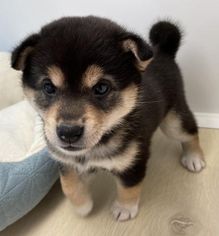 柴犬