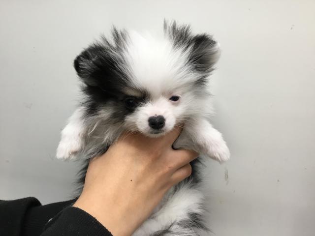 ポメラニアン