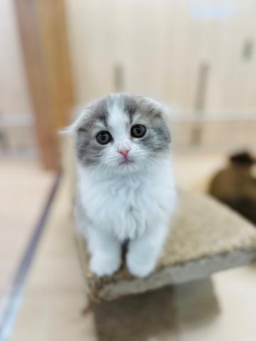 スコティッシュフォールド