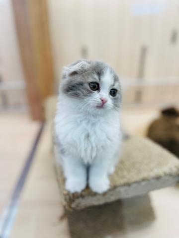 スコティッシュフォールド