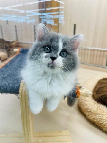 マンチカン