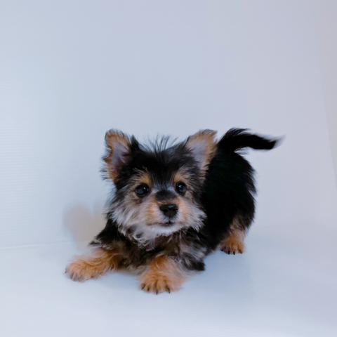 MIX（雑種）
