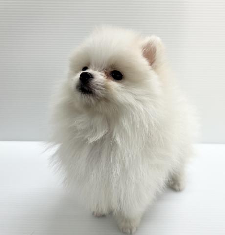 ポメラニアン