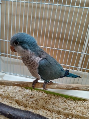 オキナインコ