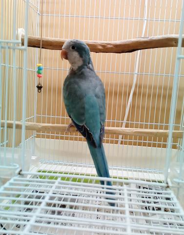 オキナインコ
