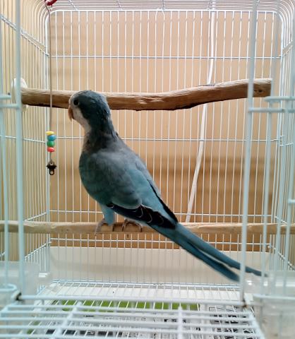 オキナインコ