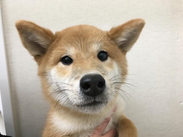 柴犬