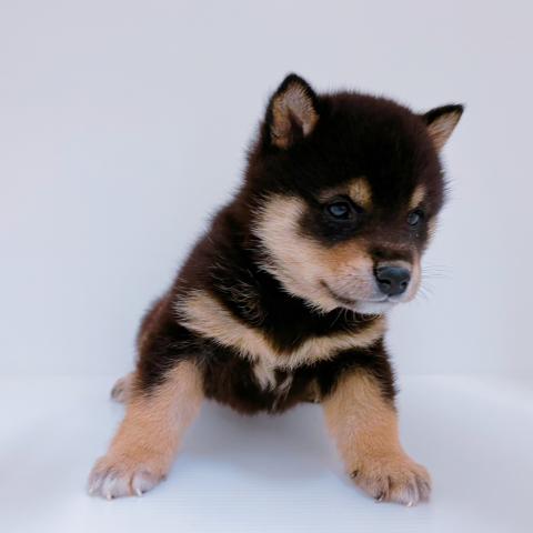 柴犬