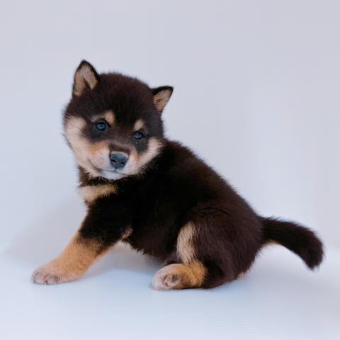 柴犬