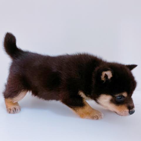 柴犬