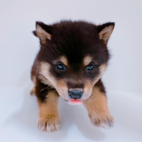 柴犬