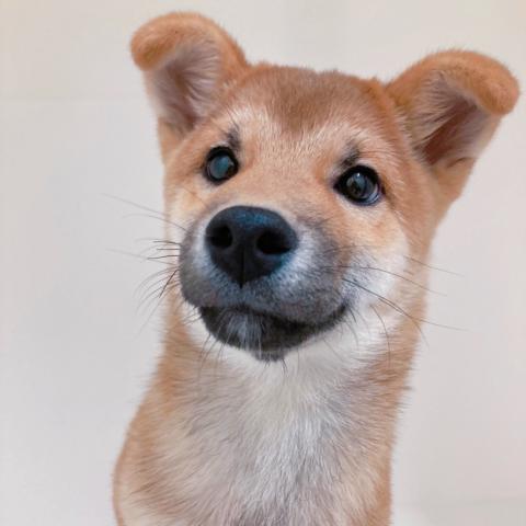 柴犬