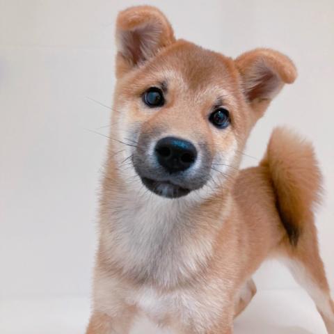 柴犬