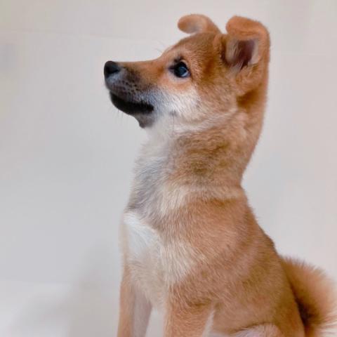 柴犬