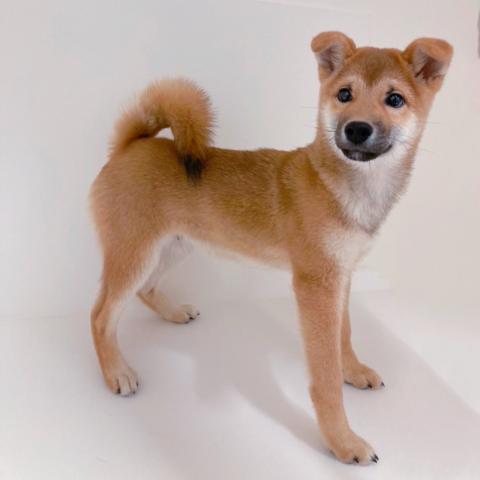 柴犬