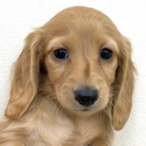 ミニチュアダックスフンド