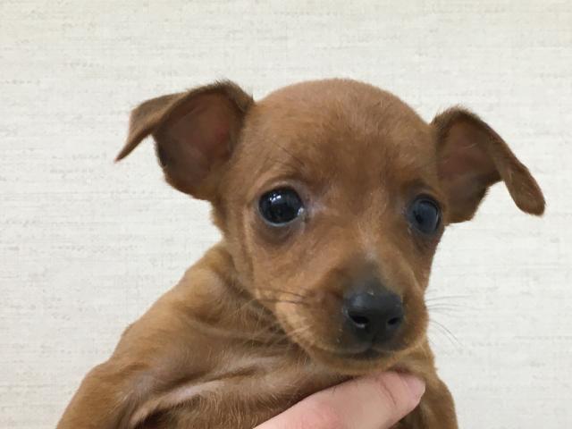 ミニチュアピンシャー