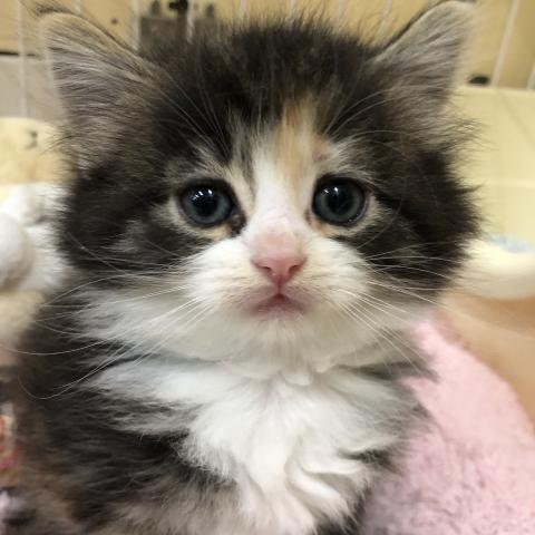 ノルウェージャンフォレストキャット
