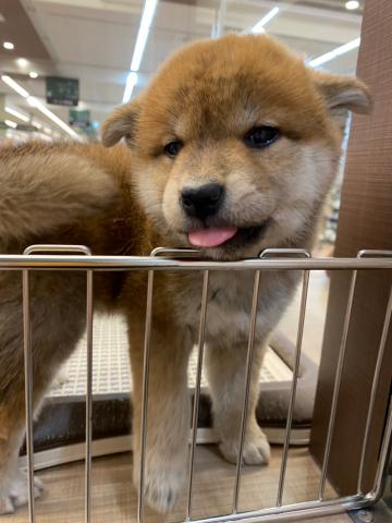 柴犬
