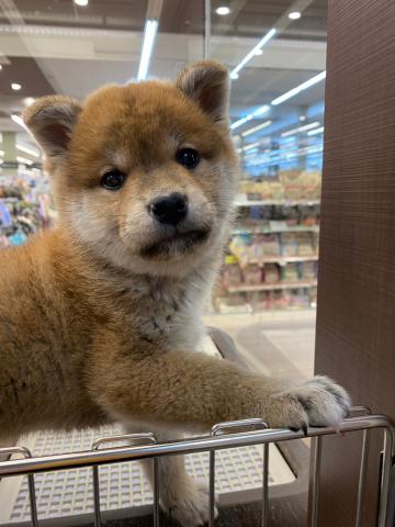 柴犬
