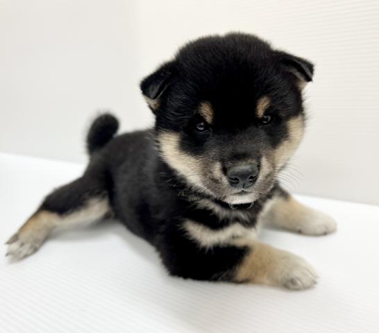柴犬