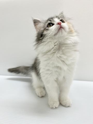 スコティッシュフォールド