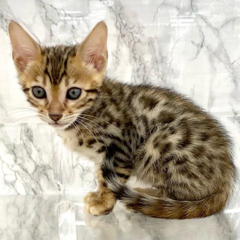 ベンガル