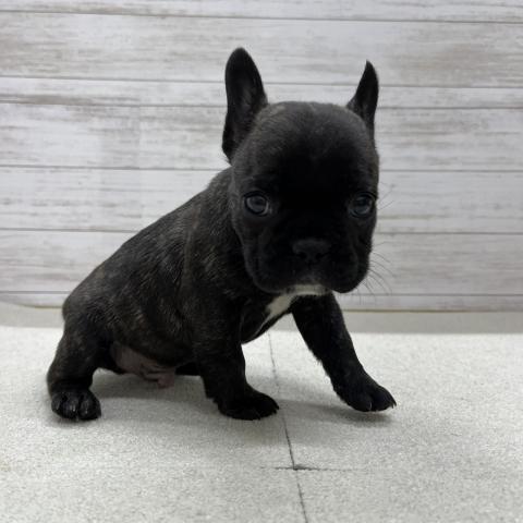 フレンチブルドッグ