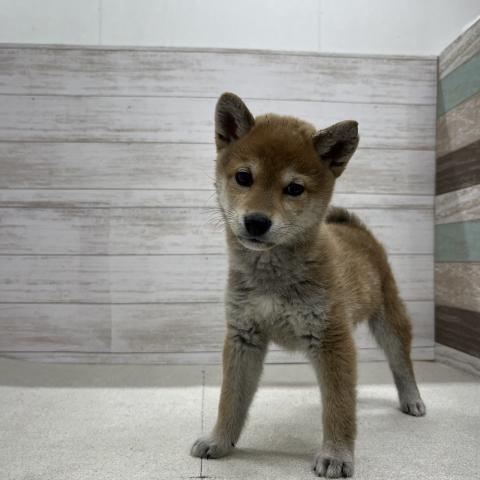 柴犬