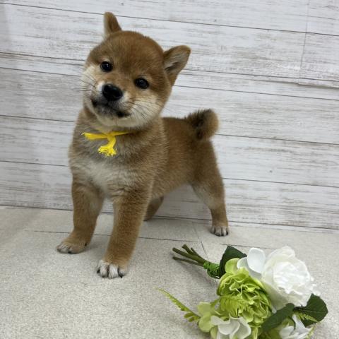 柴犬