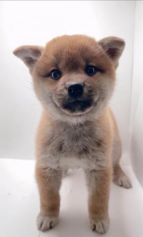 柴犬