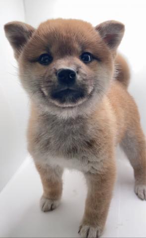 柴犬
