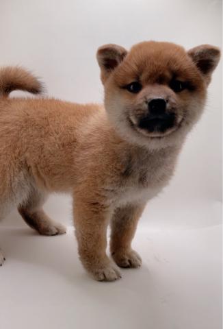 柴犬