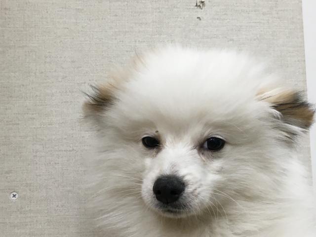 MIX（雑種）