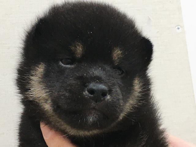 柴犬