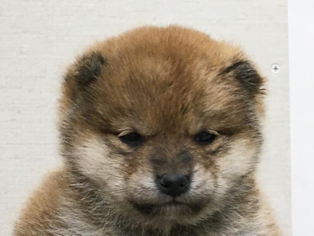 柴犬