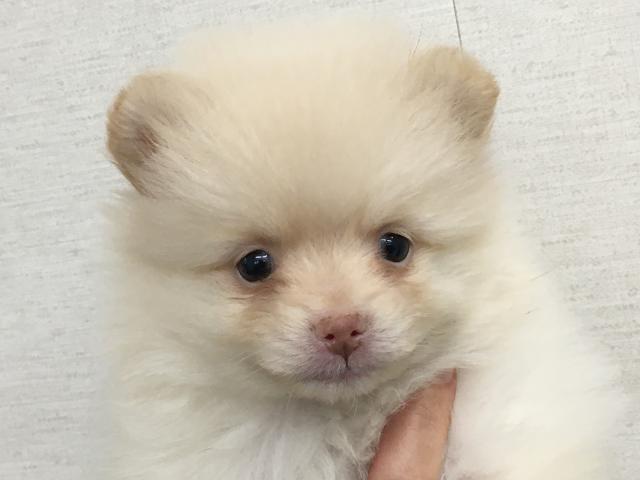 ポメラニアン