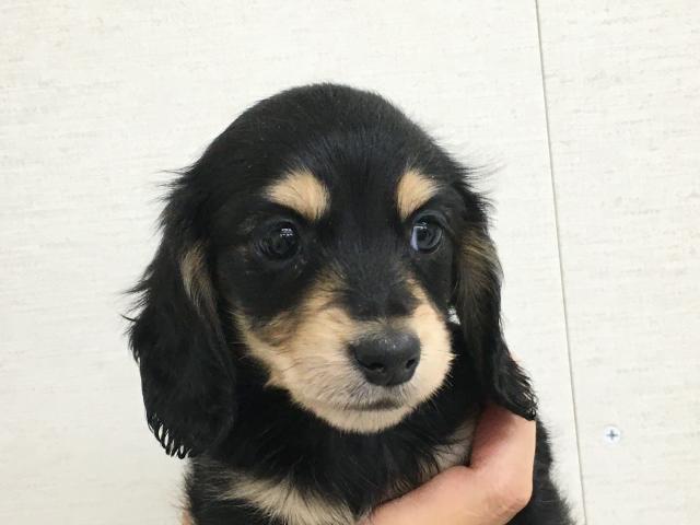 ミニチュアダックスフンド