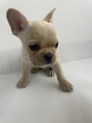 フレンチブルドッグ
