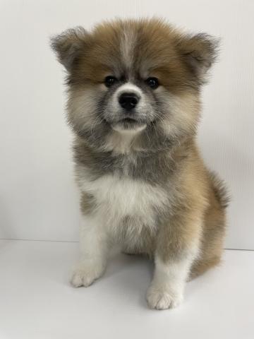秋田犬