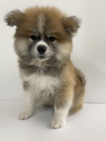 秋田犬