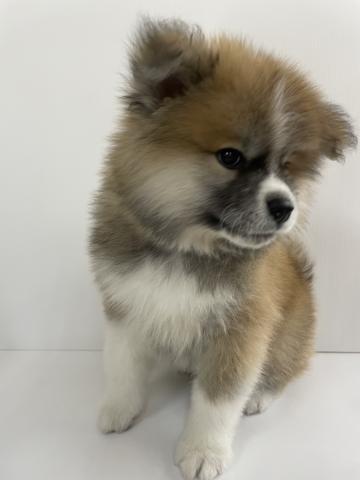 秋田犬