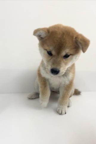 柴犬