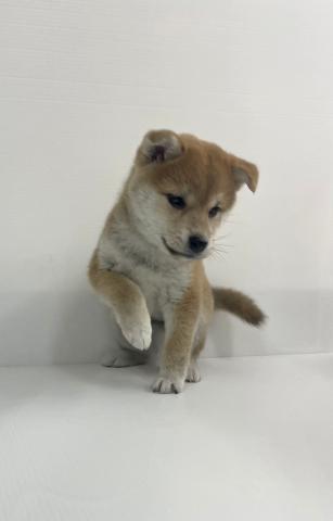 柴犬